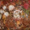 Mushroom spore prints collage paint colour forest Mycorrhizal fungi