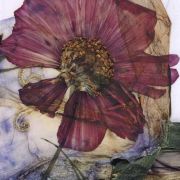 Campanula and pink Cosmos