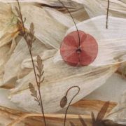 Corn poppy and Star of Bethlehem