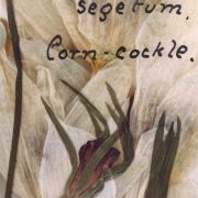 Corn cockle and Star of Bethlehem