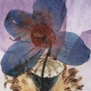 Himalayan Blue poppy and Corn poppy