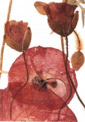 Print of Dried Corn poppy specimens