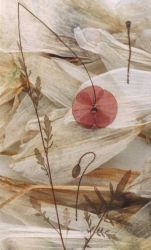 Corn poppy and Star of Bethlehem