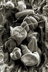 SEM Wild red Corn Poppy pollen magnification X 900